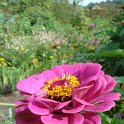 Zinnia elegans